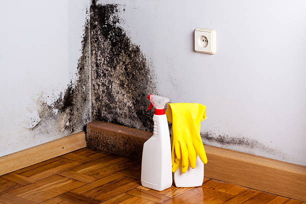 Why You Should Choose Our Mold Remediation Services in Edinburg, VA